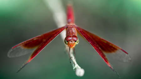red dragonfly on a branch