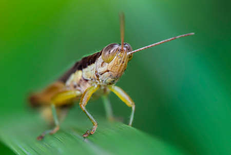close up of a grasshopper