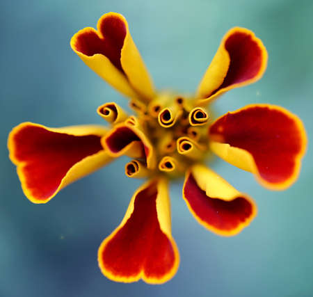the petals of this flower look like heartsの写真素材