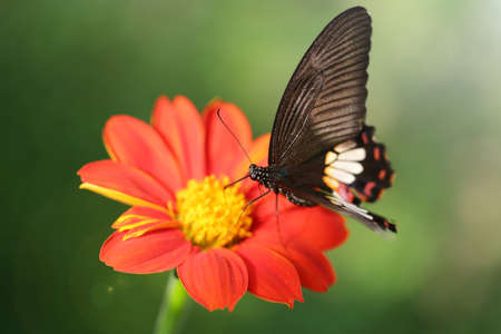 black butterfly flying over a red flowerの写真素材