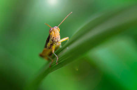 yellow grasshopper on a leafの写真素材