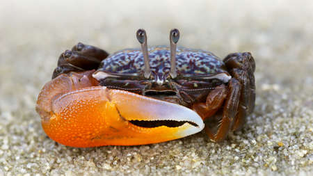 violinist crab with big orange claw at the beachの写真素材