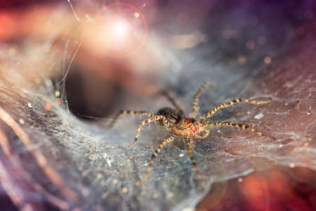 spider we have webの写真素材