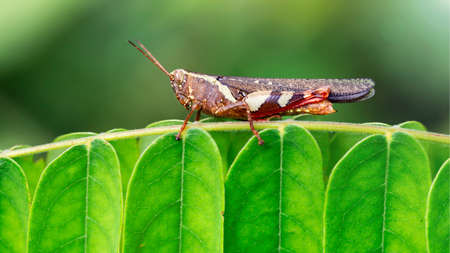 grasshopper on a leaf, Thailandの写真素材