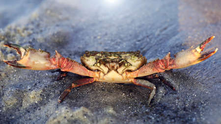 red crab about to fight on the beach of Koh Phayam, Thailand
