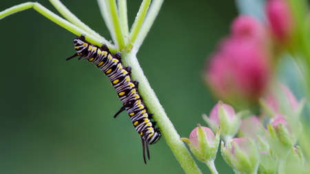 black and yellow caterpillar climbing a plant in Queen Sirikit gardens, Bangkok, Thailandの写真素材