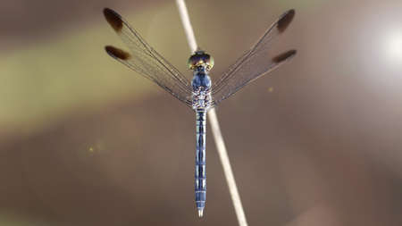 blue dragonfly resting on a branch in Koh Lanta, Thailandの写真素材
