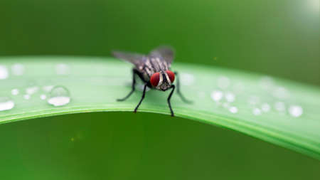 fly with red eyes on a leafの写真素材