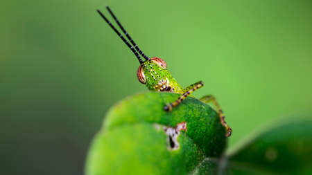 cute grasshopper hiding behind a leafの写真素材