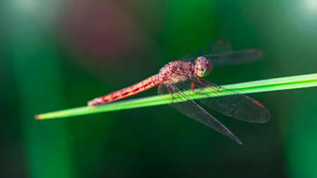 multicolored dragonfly on a leafの写真素材