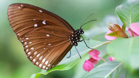 brown monarch butterfly on a pink flowerの写真素材