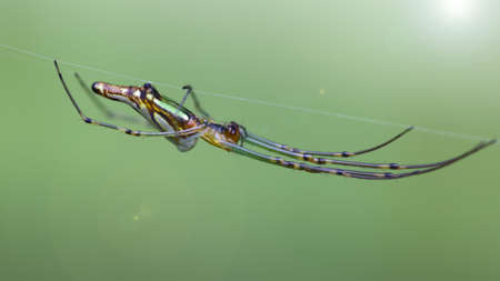 golden orb spider hanging on its web