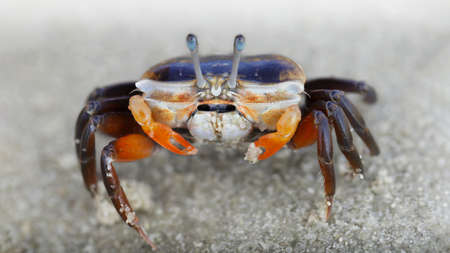 violinist crab with orange claws on the beach of Koh Phayam, Thailandの写真素材
