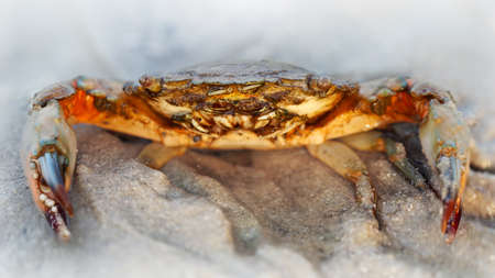 close up of a red crabの写真素材