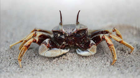 black ghost crab on the beachの写真素材