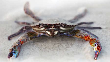 black crab with multicolored claws