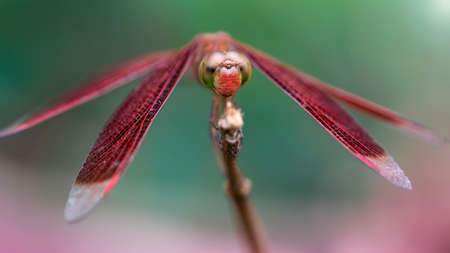 red dragonfly on its perchの写真素材