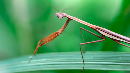 brown praying mantis in the nature macro