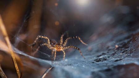 beautiful yellow spider on its web macrophotography