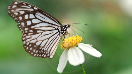 black and white butterfly on a flower