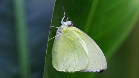fragile white butterfly on a leafの写真素材
