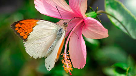 orange and white butterfly on a pink flowerの写真素材