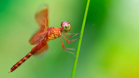 gorgeous multicolored dragonfly on a stem, macro photography of this elegant and delicate Odonata insect near a pond in the tropical island of Koh Phayam, Thailandの写真素材