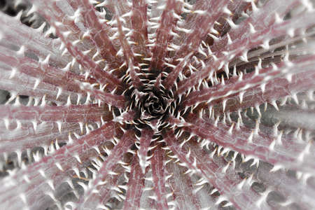 spiked cactus plant macro photography, psychedelic graphic art, geometric shapes giving the illusion of a tunnel.の写真素材