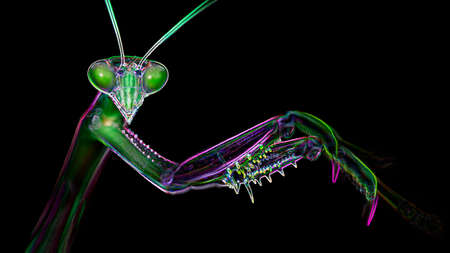 macro photo portrait of a multicolored praying mantis. Gracious insect with giant faceted eyes and strong claws for hunting. neon light effect, black background. Thailandの写真素材