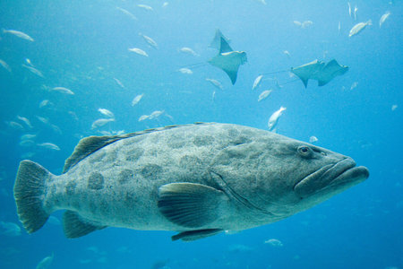 Potato grouperの写真素材