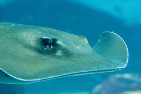 Manta rayの写真素材