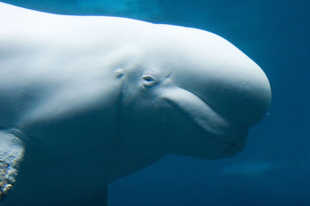 Beluga whaleの写真素材