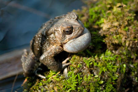 Croaking toadの写真素材
