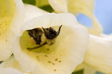 A bumble bee pollinating a yellow foxgloveの写真素材