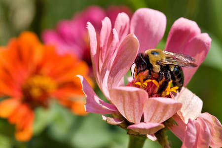 A bumble bee pollinates the inside of flowers