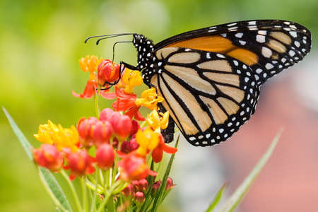 A monarch butterfly feeds from bright flowersの写真素材