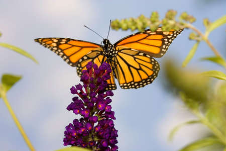 A butterfly high up in the sky atop a purple plantの写真素材
