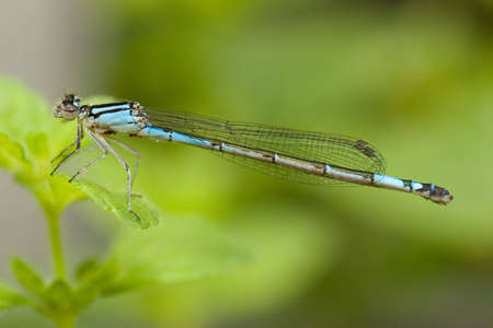 Blue damselfly rests on a single leafの写真素材