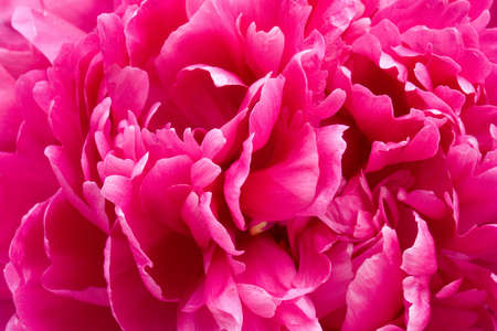 Bright pink peonies close up of petalsの写真素材