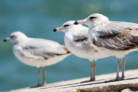 Three seagulls stand in line next to the oceanの写真素材