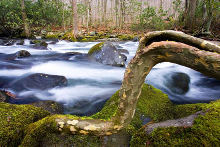 Flowing river in the forest