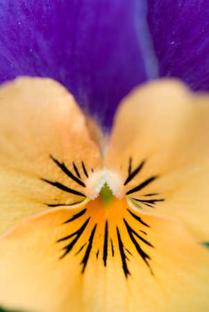 Orange and Purple pansies togetherの写真素材