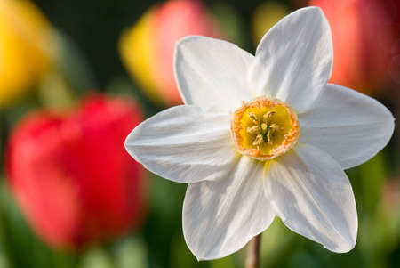 Blooming Flowersの写真素材