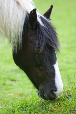 Portrait of a horse grazing in a fieldの写真素材