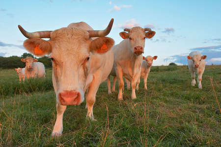 Curious cows in a green field