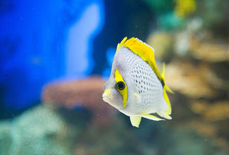 A tropical fish swims through the waterの写真素材