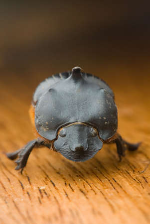 bug