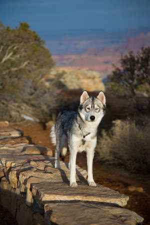 Multi-colored eyed husky standing at the top of the Grand Canyon at sunrise