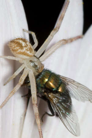 Crab spider catches a housefly on a flowerの写真素材