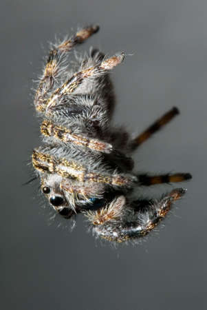A jumping spider close up as it hangs from a thread